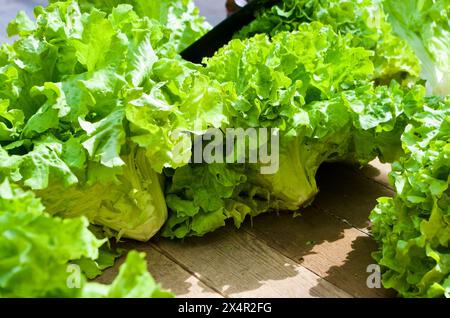 Frischer, knuspriger Salat aus biologischem Anbau in einem Marktstand, der auf dem französischen Bauernmarkt verkauft werden kann. Stockfoto