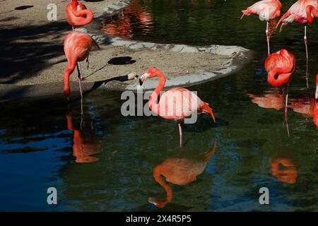 Hübsche rosafarbene Flamingos, die die farbenfroh geformten Bosies in einer natürlichen Umgebung elegant präsentieren. Komplett mit lebhaften Reflexen im Wasser. Stockfoto