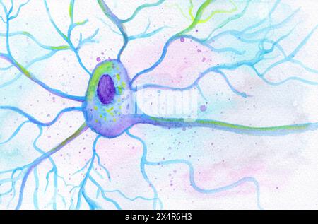 Abbildung der Motoneuronzelle mit Zellkörper mit Kernen, Dendriten und Axon. Stockfoto