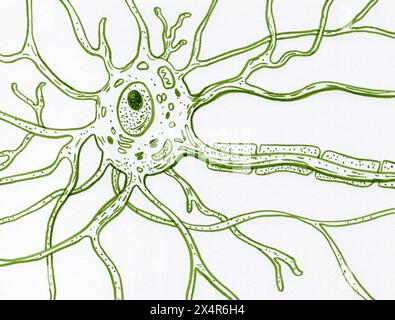 Abbildung der Motoneuronzelle mit Zellkörper mit Kernen, Dendriten und Axon. Stockfoto