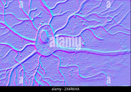Abbildung der Motoneuronzelle mit Zellkörper mit Kernen, Dendriten und Axon. Stockfoto
