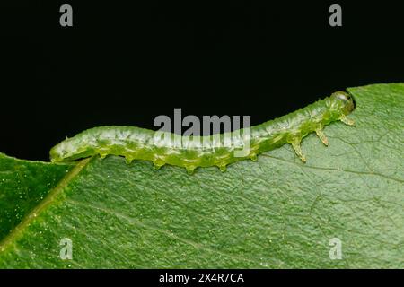 Die Larve der gewöhnlichen Sägeblüge (Tenthredinidae) isst ein Blatt der Schwarzkirsche (Prunus serotina). Stockfoto