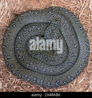 Australische Diamant-Python hat sich zusammengerollt Stockfoto