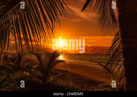 Sonnenaufgang am Itacimirim Beach mit Palmen, Praia de Itacimirim, Salvador, Bahia, Brasilien Stockfoto
