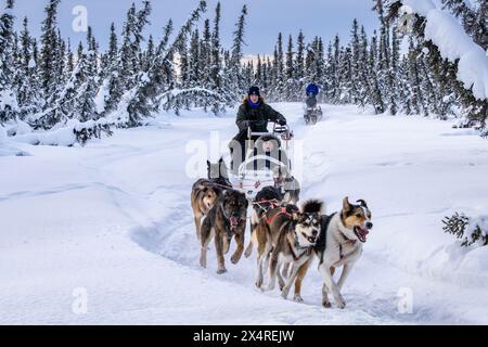 Hundeschlittenfahrt mit Iditarod Musher, Pleasant Valley, Alaska, USA Stockfoto