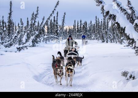 Hundeschlittenfahrt mit Iditarod Musher, Pleasant Valley, Alaska, USA Stockfoto