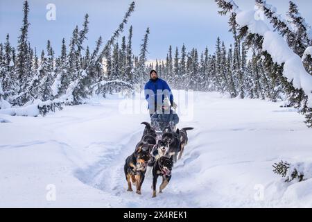 Hundeschlittenfahrt mit Iditarod Musher, Pleasant Valley, Alaska, USA Stockfoto