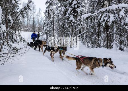 Hundeschlittenfahrt mit Iditarod Musher, Pleasant Valley, Alaska, USA Stockfoto