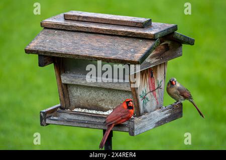 Nahaufnahme eines männlichen und weiblichen Kardinals auf einem Saflorvogelfutter, mit unscharfem grünem Grashintergrund Stockfoto