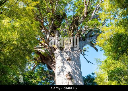 Tane Mahuta Kauri Tree - Neuseeland Stockfoto
