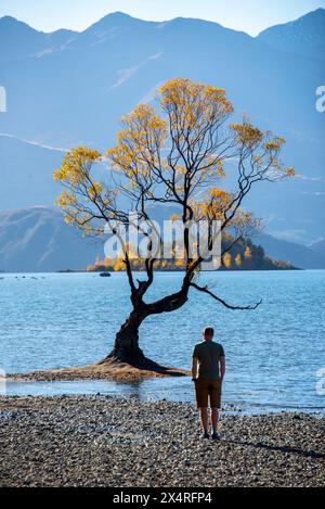 Dieser Wanaka-Baum - Neuseeland Stockfoto