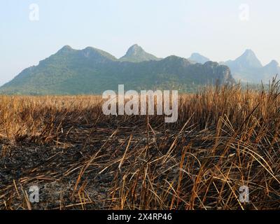 Trockenes braunes Gras mit der Oberfläche des verbrannten Teils wird schwarze und graue Asche mit Berg im Hintergrund, Spuren von Waldfeuer brennenden getrockneten Pitch Stockfoto