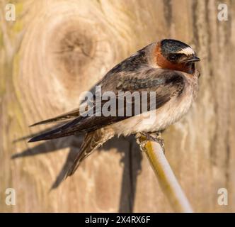 Erwachsene Cliff Swallow Barsche auf Draht. Palo Alto Baylands, Santa Clara County, Kalifornien, USA. Stockfoto