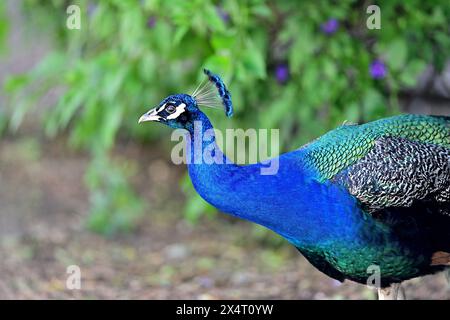 Indische Pfaue - Pfauen Stockfoto