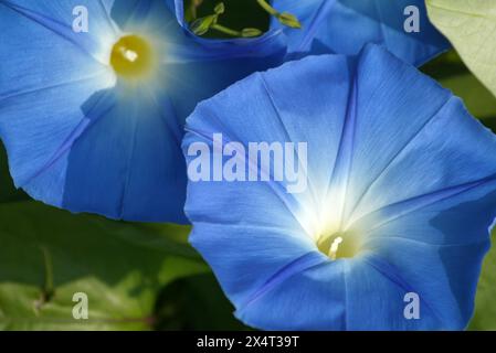 Eine Nahaufnahme von Ipomoea purpurea, wunderschönen blauen Morgenblumen im botanischen Garten Zagreb, Kroatien Stockfoto