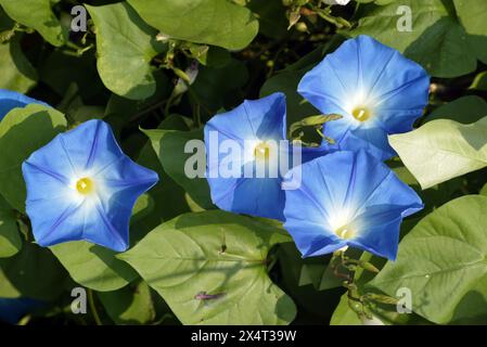 Eine Nahaufnahme von Ipomoea purpurea, wunderschönen blauen Morgenblumen im botanischen Garten Zagreb, Kroatien Stockfoto