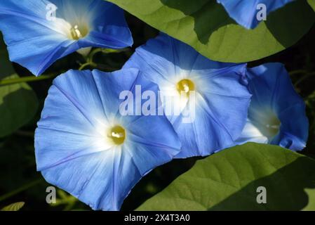 Eine Nahaufnahme von Ipomoea purpurea, wunderschönen blauen Morgenblumen im botanischen Garten Zagreb, Kroatien Stockfoto