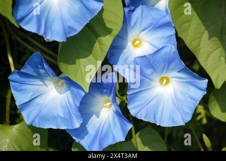 Eine Nahaufnahme von Ipomoea purpurea, wunderschönen blauen Morgenblumen im botanischen Garten Zagreb, Kroatien Stockfoto