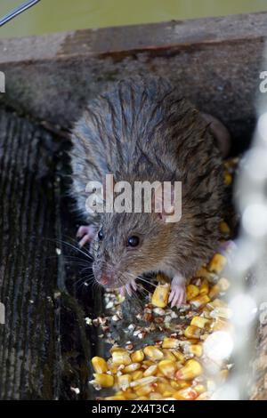 Braune Ratte, gewöhnliche braune Ratte, Norwegerratte (Rattus norvegicus forma domestica), Futter von Mais im Zoo von Zagreb, Kroatien Stockfoto