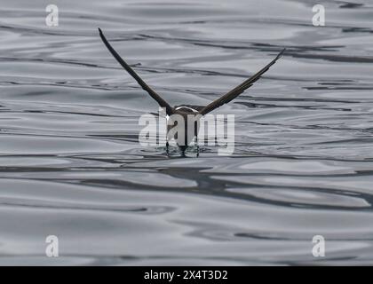 Sturmsturm Wilson's (Oceanites aceanicus), ernährt sich vom Wasser, Right Whale Bay, Südgeorgien Stockfoto