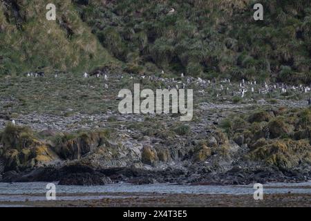 Pinguin Gentoo (Pygoscelis papua), Right Whale Bay, Südgeorgien, Antarktis Stockfoto