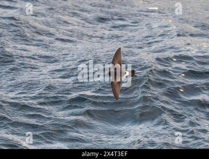 Sturmsturm Wilson's (Oceanites aceanicus), im Flug, Drake Passage, Südpolarmeer Stockfoto