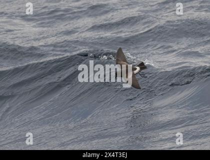 Sturmsturm Wilson's (Oceanites aceanicus), im Flug, Drake Passage, Südpolarmeer Stockfoto