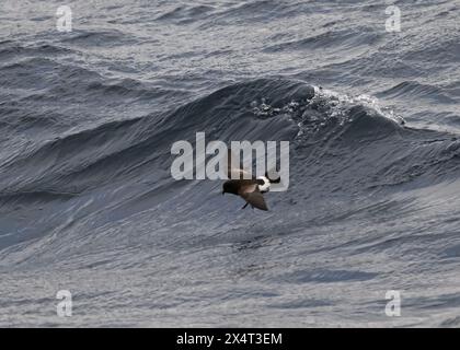 Sturmsturm Wilson's (Oceanites aceanicus), im Flug, Drake Passage, Südpolarmeer Stockfoto