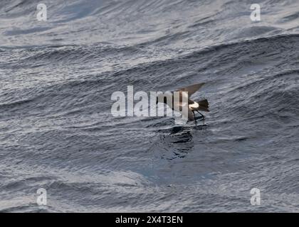 Sturmsturm Wilson's (Oceanites aceanicus), im Flug, Drake Passage, Südpolarmeer Stockfoto