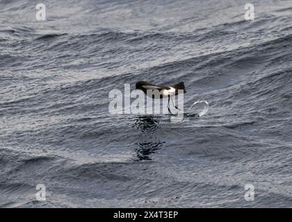 Sturmsturm Wilson's (Oceanites aceanicus), im Flug, Drake Passage, Südpolarmeer Stockfoto