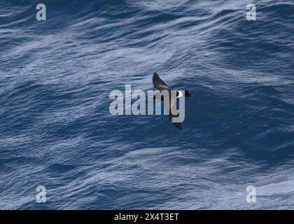 Sturmsturm Wilson's (Oceanites aceanicus), im Flug, Drake Passage, Südpolarmeer Stockfoto