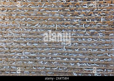 Die Seidenwurmproduktion ist eine alte Industrie. Die Larven in diesem Stadium spinnen ihre Seidenkokons Dalat Vietnam. Stockfoto