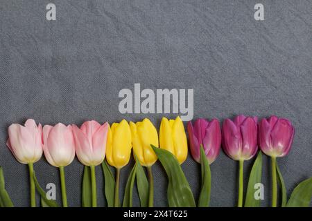 Gelbe und pinkfarbene Tulpen stehen in einer Reihe auf grauem Hintergrund. Stockfoto