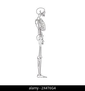 Einzelne einzeilige Zeichnung Seitenansicht des vollständigen anatomischen Skeletts einer Person und einzelner Knochen. Als Kunstillustration in einer wissenschaftlichen Medizin Stock Vektor