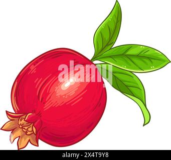 Granatapfelfrucht Farbige Detaillierte Illustration Stock Vektor