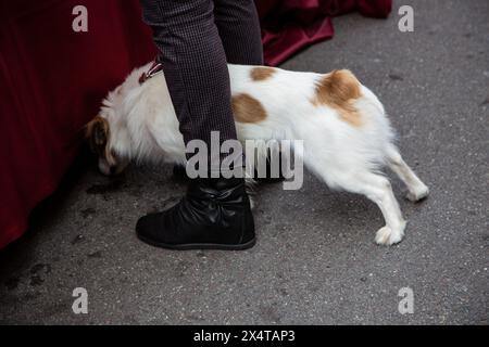 Hund schnüffelt Boden zwischen den Beinen des Besitzers Stockfoto