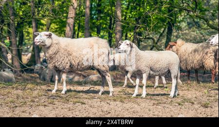 Schaf und Lamm in der Natur. Seitenansicht. Stockfoto