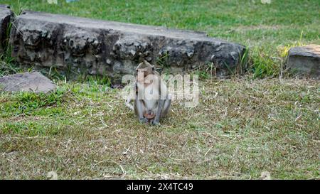 Wilde lebende Affen im angor Wat Tempel Stockfoto