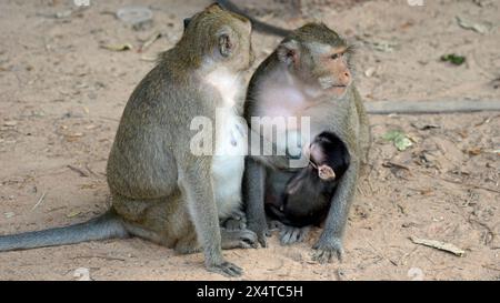 Wilde lebende Affen mit Baby im angor Wat Tempel Stockfoto