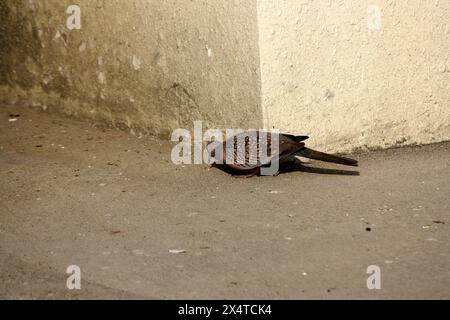 Gefleckte Taube (Spilopelia chinensis suratensis) auf der Suche nach Nahrung : (Bild Sanjiv Shukla) Stockfoto