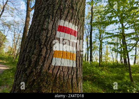 Wanderweg-Schilder in einem Wald Stockfoto