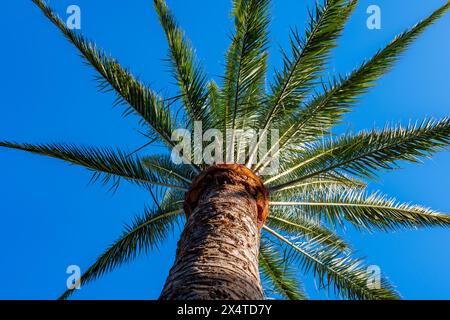 Palm phoenix canariensis Baum wächst auf Fuerteventura Insel, Kanarischen Inseln, Reiseziel in Spanien, blauer Himmel Stockfoto