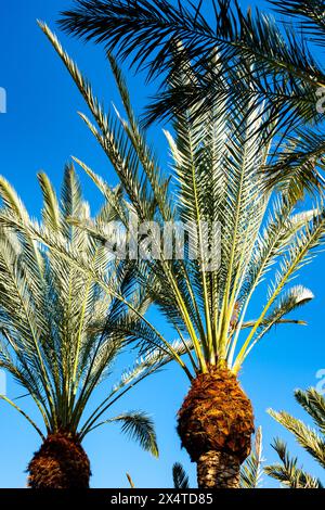 Palm phoenix canariensis Baum wächst auf Fuerteventura Insel, Kanarischen Inseln, Reiseziel in Spanien, blauer Himmel Stockfoto