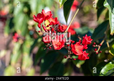 Rote Blüten von Jatropha blühenden Pflanzen in der Familie der Spurge, Euphorbiaceae, Blüte der roten Blüten Stockfoto