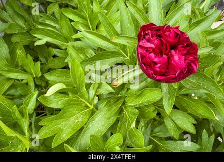 Rote paeonia stieg im Garten auf Stockfoto