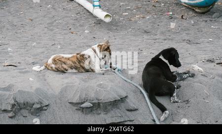 Zwei streunende Hunde ruhen sich auf dem Sand des Strandes aus und entkommen der Hitze, indem sie im Schatten liegen Stockfoto