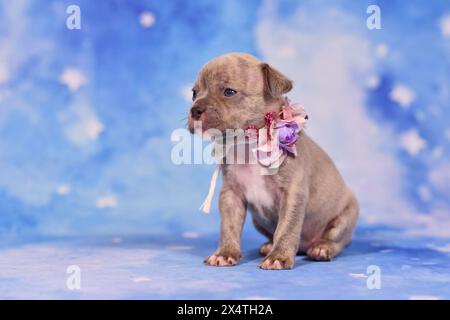 Vier Wochen reinrassiger junger Lilac Brindle französischer Bulldog Welpe mit gesunder langer Nase und Schwanz. Stockfoto