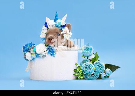 Französischer Bulldog Hund Welpe mit Einhorn Stirnband mit Horn guckt aus der Box mit Blumen auf blauem Hintergrund Stockfoto