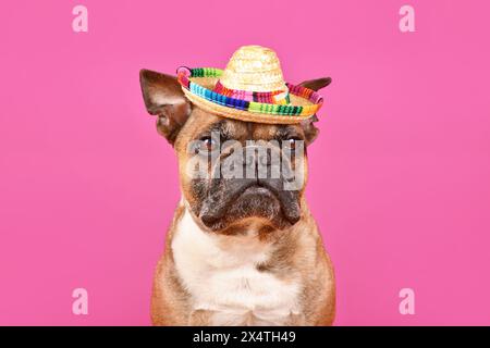 Fawn French Bulldog Hund trägt Sombrero Sommer Strohhut auf rosa Hintergrund Stockfoto