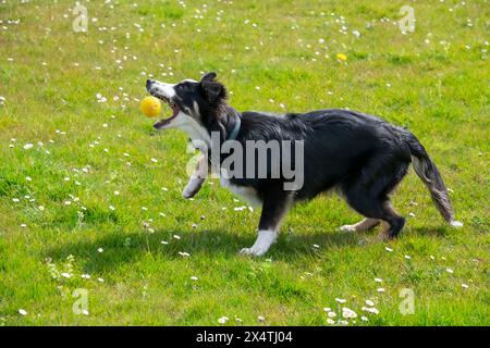 Junger Tricolor Border Collie, der draußen in hellem Sonnenschein auf einem Feld einen gelben Ball fängt. Stockfoto